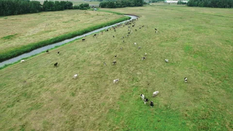 Herd of cows running through the pasture along the river Vidéo 160888278