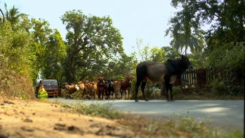 A herd of cows in rural India is obstructing traffic on the road. Video stock 129126575