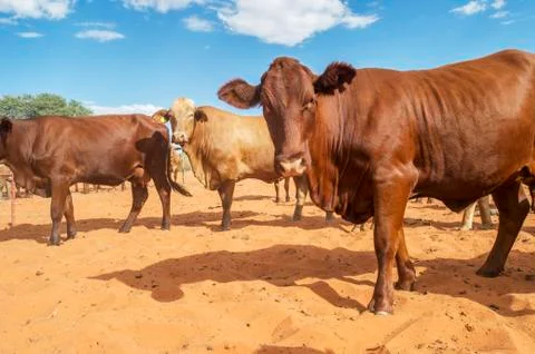A herd of cows on sand; Namibia Foto stock