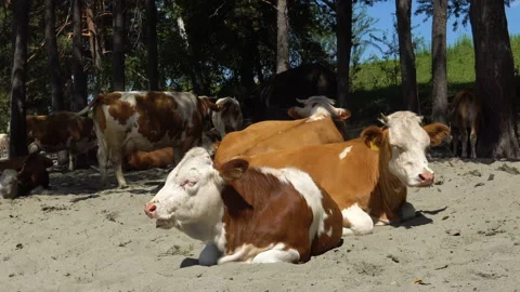 A herd of cows on the sandy bank of the river. Video stock 92993473