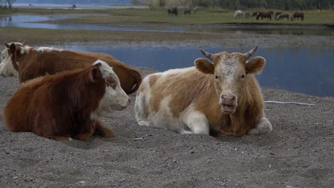 A herd of cows on the sandy shore of a mountain river. Stock Footage 118370705