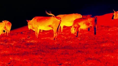 Herd of cows in scientific high-tech thermal imager Stock Footage 145888698