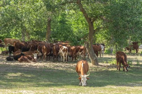 Herd of cows in the shade of a tree Stock Photos
