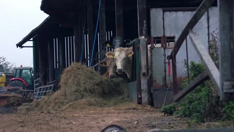 Herd of cows in a shed looking at camera wide panning selective focus Stock Footage 320564277