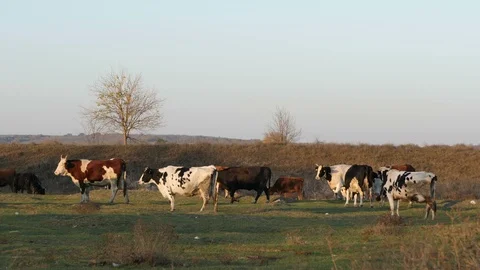 Herd of Cows Slow Motion Stock Footage 122124476