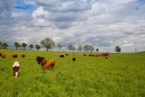 The herd of cows on spring meadow Stock Photos