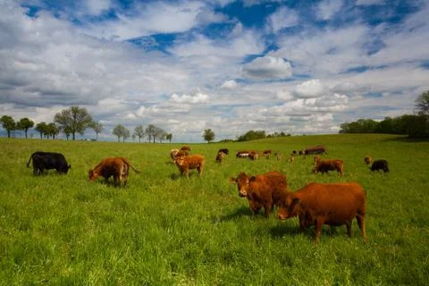 The herd of cows on spring meadow Photos