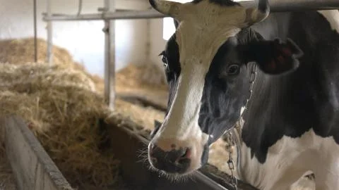 Herd of cows in stall. Stock Photos