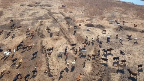 Herd of cows standing around arid pasture aerial shot Video stock 79806529