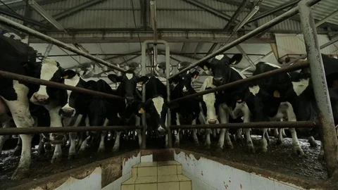 A herd of cows standing in the barn near the fence Stock Footage 73555054
