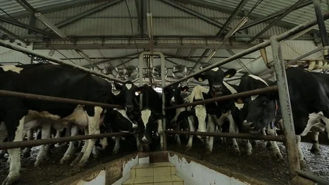 A herd of cows standing in the barn near the fence Stock Footage 73555074