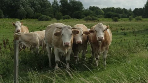 Herd of cows standing on field Stock Footage 158680101