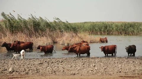 Herd of cows standing at the lake. Stock Footage 41103759