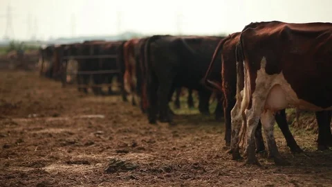 A herd of cows standing in an open paddock Stock Footage 73556477
