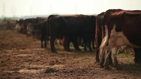 A herd of cows standing in an open paddock Stock Footage 73556757