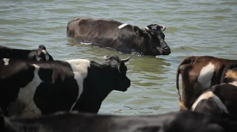 A herd of cows standing in the river 库存影片 63109721