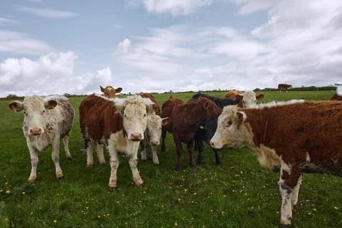 Herd of cows staring at the camera. Irish rural scene Foto stock