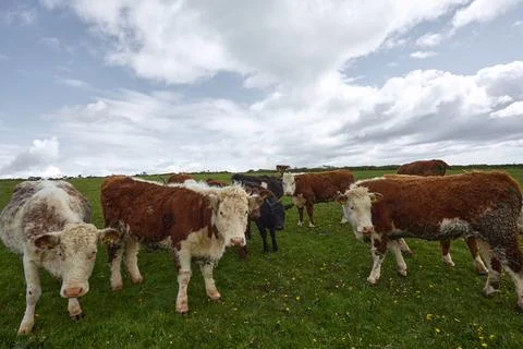 Herd of cows staring at the camera. Irish rural scene Stock Photos