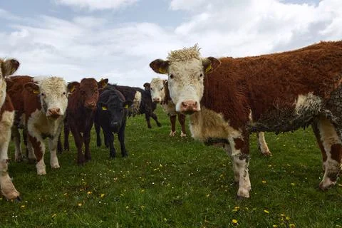 Herd of cows staring at the camera. Irish rural scene Stock Photos