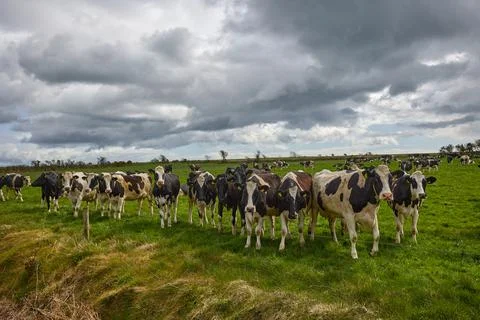 Herd of cows staring at the camera. Irish rural scene Stock Photos