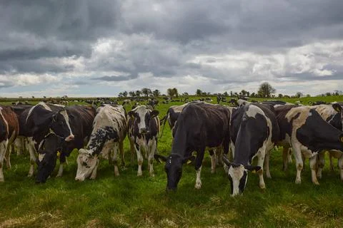 Herd of cows staring at the camera. Irish rural scene Stock Photos
