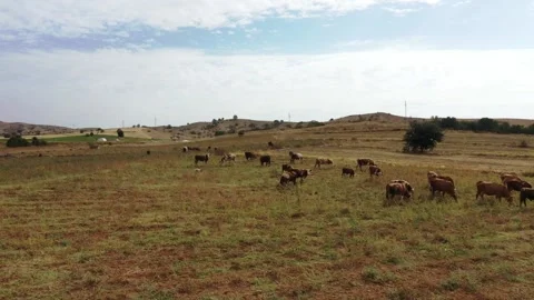 Herd of cows in the steppe Stock Footage 144975960