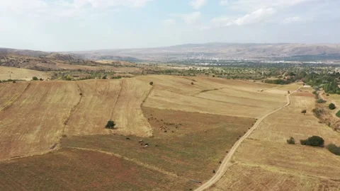 Herd of cows in the steppe Video stock 144976019