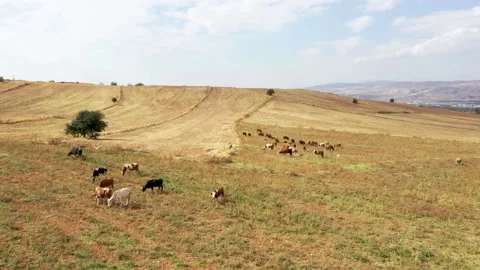 Herd of cows in the steppe Stock Footage 144976059