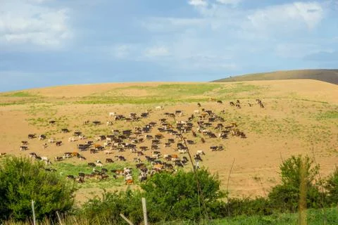 Herd of cows in steppe Stock Photos