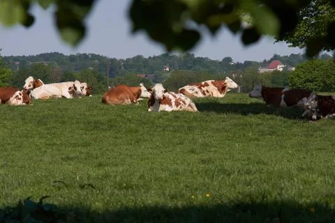 Herd of cows at summer green field with the castle of tittmoning in the Stock Photos