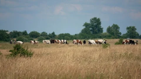 Herd of cows on a summer pasture in the meadows. Animal husbandry  Stock Footage 263453291