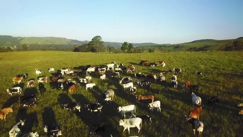 Herd of cows at sunrise Stock Footage 73422021