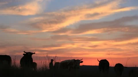 A herd cows at sunset Stock Footage 22246575