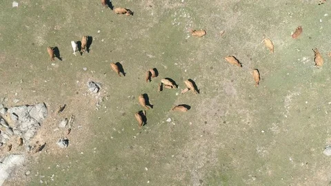 Herd of cows top down drone view in Spain (2) Stock Footage 111949464