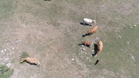 Herd of cows top down drone view in Spain (3) Stock Footage 111949645