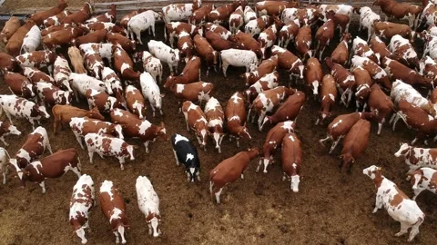A herd of cows. Top view. Video stock 137638837