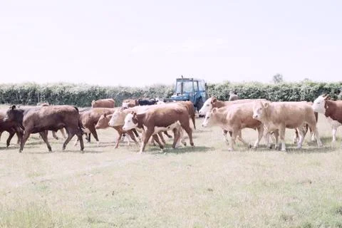 Herd of cows with tractor colour 写真素材