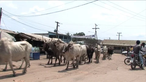 Herd of cows in the traffic Video stock 80482592