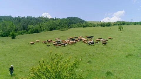A herd of cows two dogs and a shepherd on a green field Stock Footage 129674987