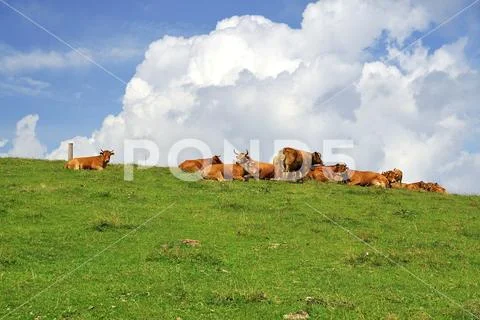 Herd of cows with a very bad bull rest on the mountain meadow on the dolomite Stock Photos