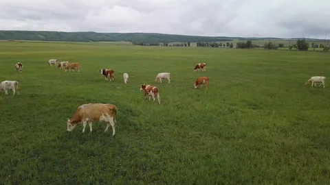 A herd of cows. View from above. 4k high-resolution video Stock Footage 120869820
