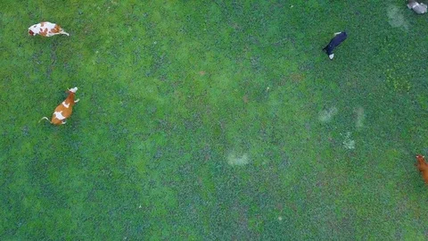 A herd of cows. View from above. 4k high-resolution video Stock Footage 120869870