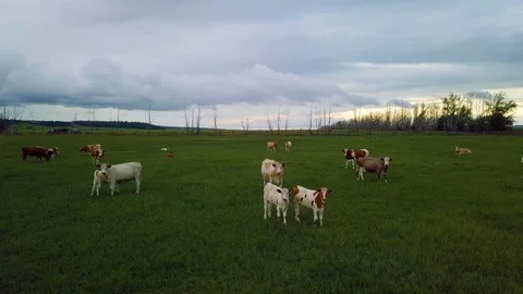 A herd of cows. View from above. 4k high-resolution video Stock Footage 120869913