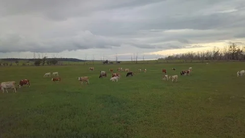 A herd of cows. View from above. 4k high-resolution video Stock Footage 120869972
