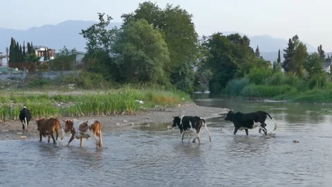 A herd of cows wades through a shallow river near a village Stock Footage 318681209