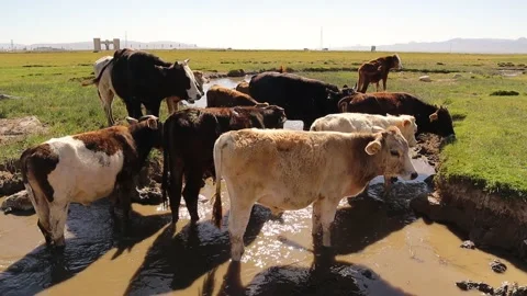 Herd of cows wading in a river branch. They cool themselves in hot weather. Stock Footage 155810905