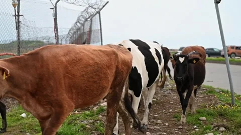 A herd of cows walk along the road near the airport, Batumi, Georgia. Cattle on Stock Footage 243857055