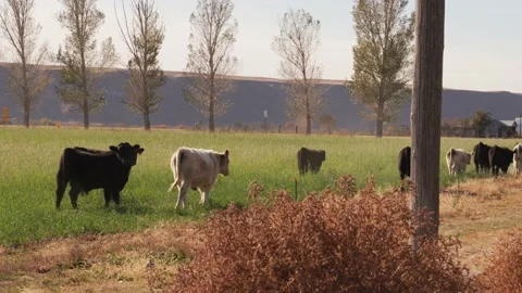 Herd of cows walk away Stock Footage 142984117