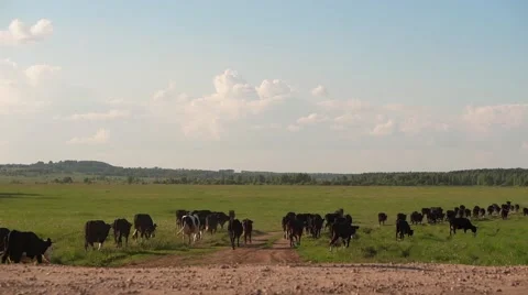 Herd of cows walking across the field Stock Footage 65472165
