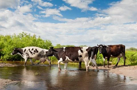 Herd of cows walking across pool Stock Photos